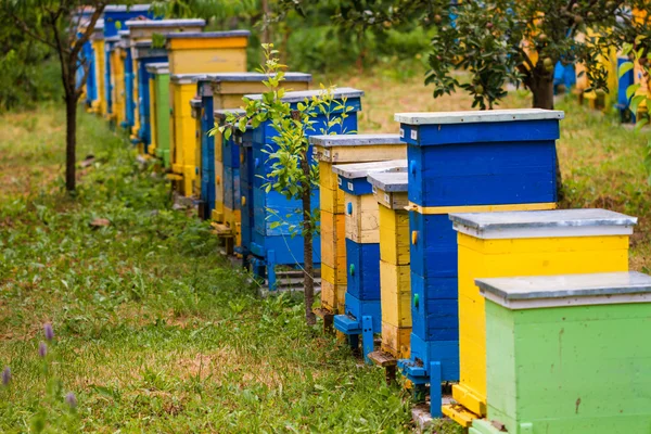 Bienenstöcke im Bienenhaus — Stockfoto