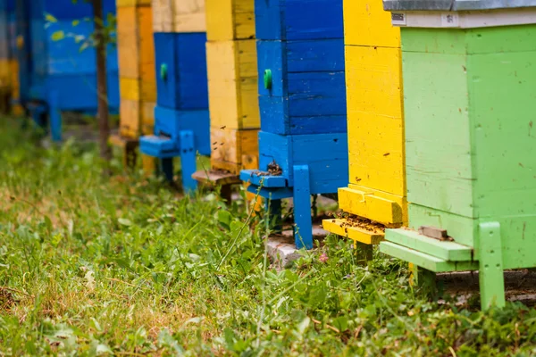 Bijenkorven op de bijenteelt — Stockfoto