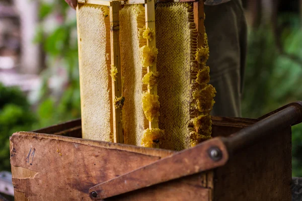 Apicultor trabajando en colmena de abejas —  Fotos de Stock