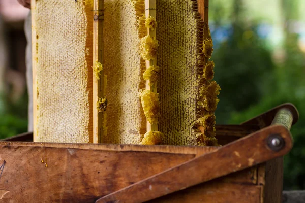 Pszczelarz nad ula — Zdjęcie stockowe