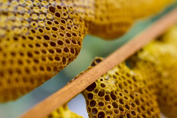 Células de panal en primer plano con miel — Foto de Stock
