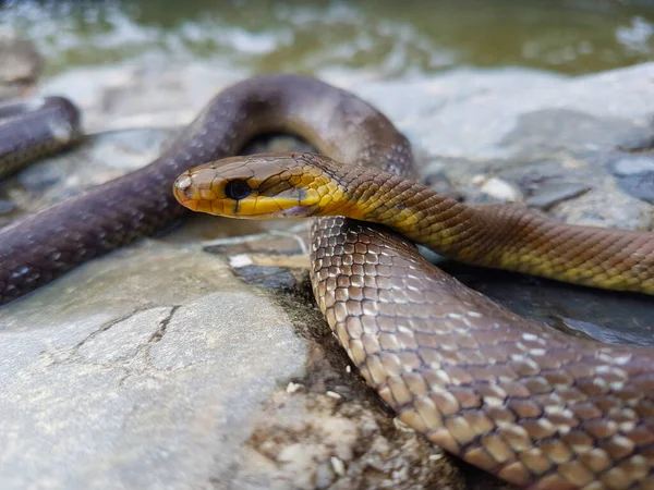 Snake in nature waiting for food. Poison extraction from snake for drug synthesis.