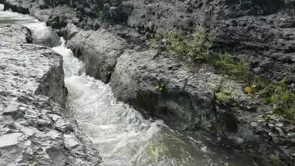 Wąż Naturze Czeka Jedzenie Ekstrakcja Trucizny Węża Syntezy Narkotyków — Wideo stockowe