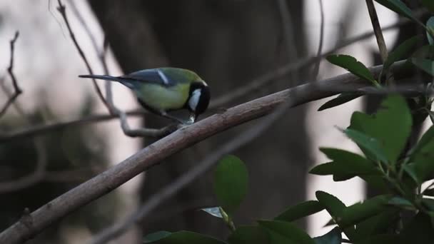 Eurásia grande tit bird — Vídeo de Stock