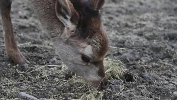 Reeën eten gras — Stockvideo