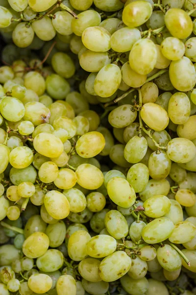 Uvas para vino blanco — Foto de Stock