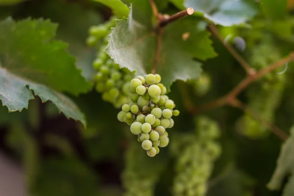 Fila de uvas con hojas de vid — Foto de Stock