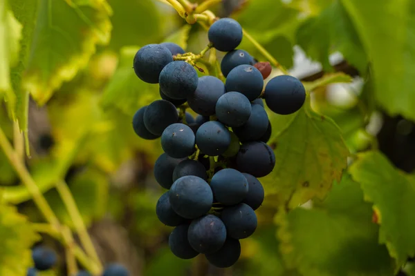 Rij van druiven met wijnstokken bladeren — Stockfoto