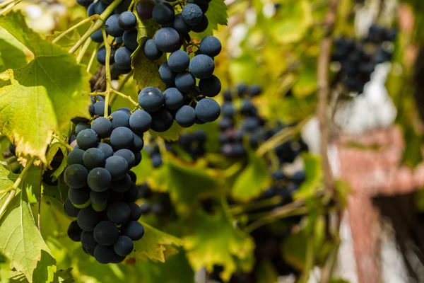 Fila de uvas con hojas de vid — Foto de Stock