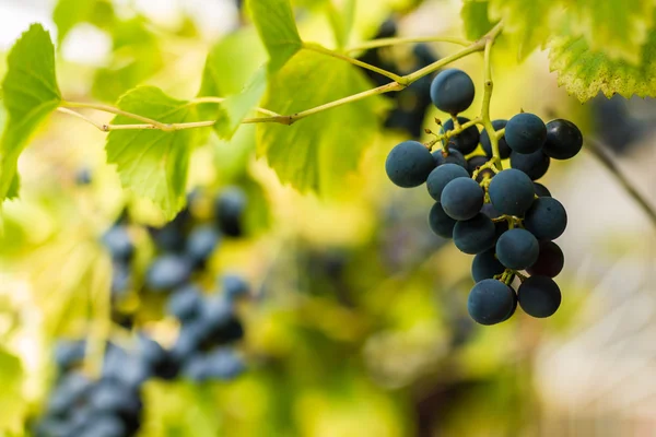 Fila de uvas con hojas de vid — Foto de Stock