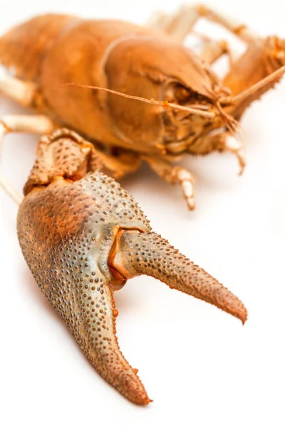 Lobster crab isolated — Stock Photo, Image