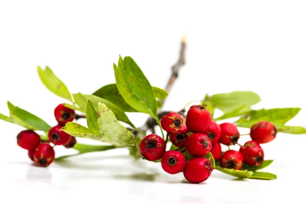 Hawthorn berries isolated — Stock Photo, Image