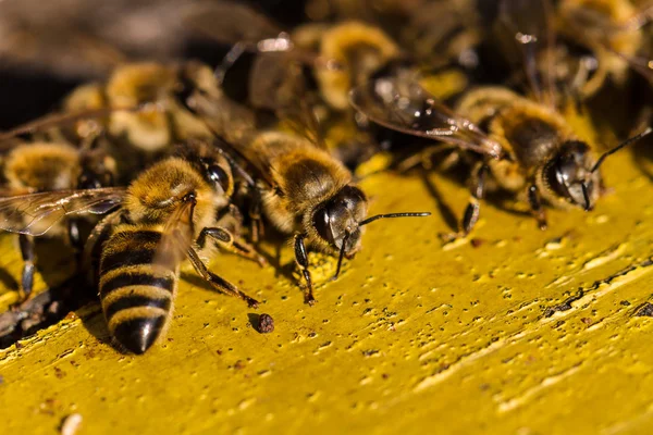 蜜蜂在蜂巢 — 图库照片