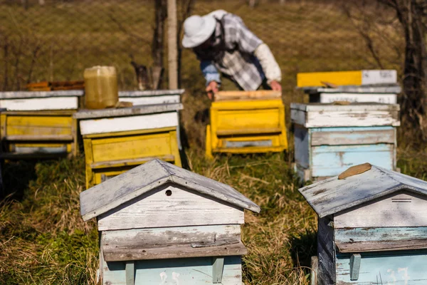 在 beehvies 上的养蜂人 workind — 图库照片