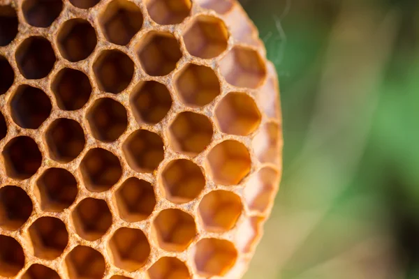 Сотовые клетки меда крупным планом от пчелиного улья — стоковое фото