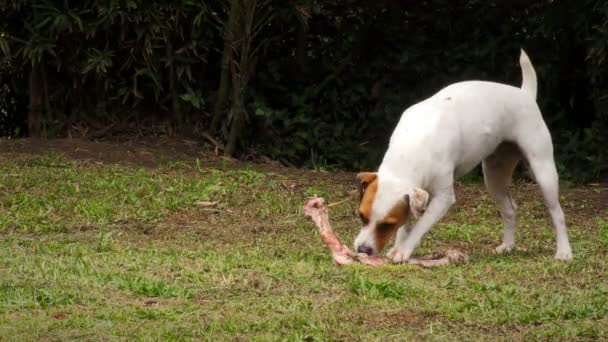 Kleiner Hund genießt eine natürliche Rohkost aus tierischen Knochen — Stockvideo