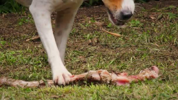 Nahaufnahme eines Jack Russell Terriers, der einen rohen Knochen zerreißt — Stockvideo