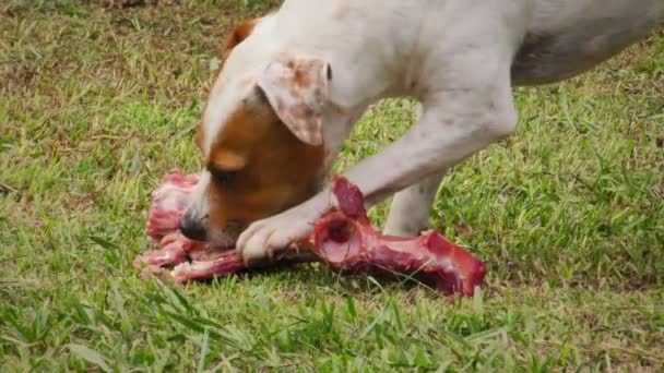 Parfait petit chien de compagnie alimentation crue 