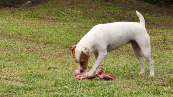 Jack Russell Terrier mâcher un os animal naturel comme alimentation animale crue — Video