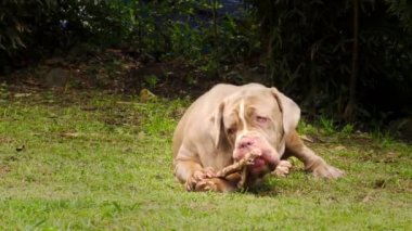 Napoliten Mastiff evcil köpek zevk ham bir hayvan kemiğinden alır.
