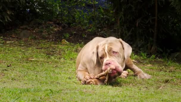 Napoliten Mastiff evcil köpek zevk ham bir hayvan kemiğinden alır. — Stok video