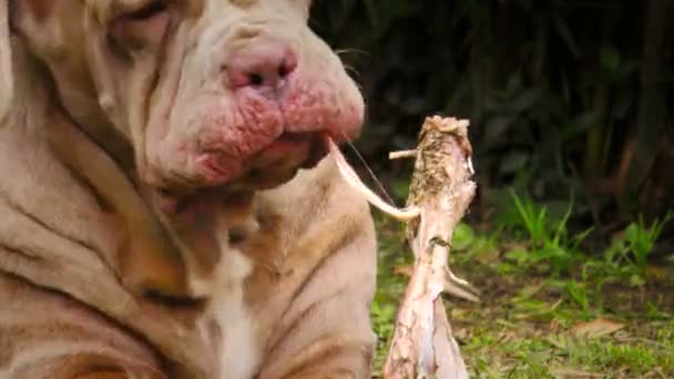 Mastiff napolitano cara divertida mientras se come un hueso de animal crudo — Vídeo de stock