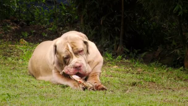 Idő telik el A Nápolyi masztiff kutya rágás egy nyers állati csont — Stock videók