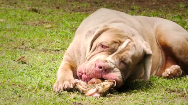 Napolitansk Mastiff med råa ben Slow Motion — Stockvideo