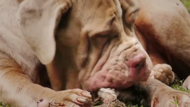 Primer plano de cámara lenta de un perro mastín napolitano con un hueso — Vídeos de Stock