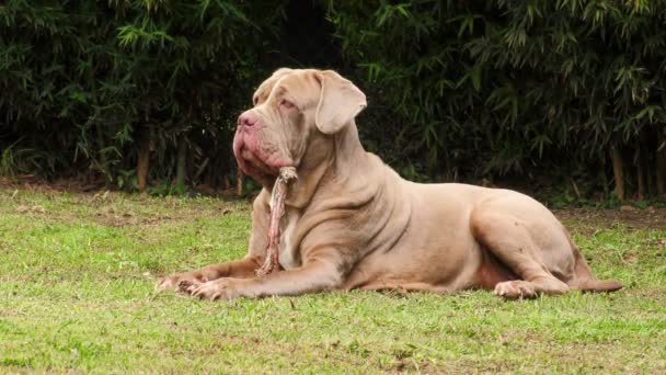 Cane mastino napoletano di grandi dimensioni con un osso nel cortile — Video Stock