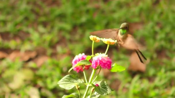 Hummingbird svävar en ljus röd blomma — Stockvideo