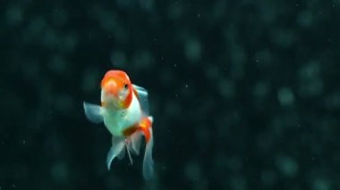 Kırmızı oranda goldfish