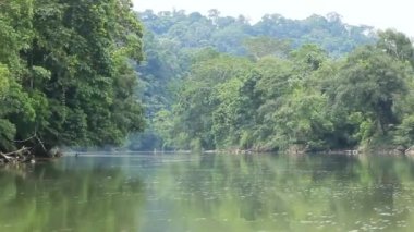 Ekvador'da Amazon Ormanı