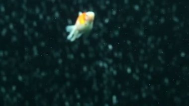 İnci ölçek Goldfish
