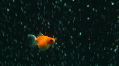 İnci ölçek Goldfish