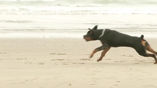 Rottweiler am Strand — Stockvideo