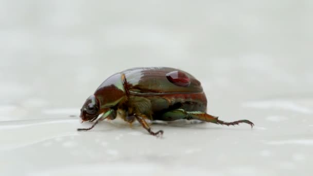 Thirsty Bug Close Up — Stock Video