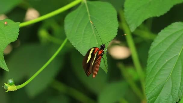 Briefträger Schmetterling Hochwinkel — Stockvideo