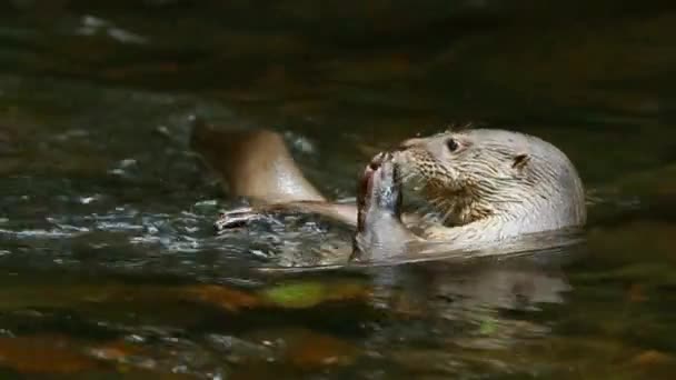 Wilde rivier-otter — Stockvideo