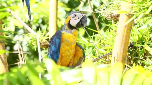 Modrý a žlutý macaw — Stock video