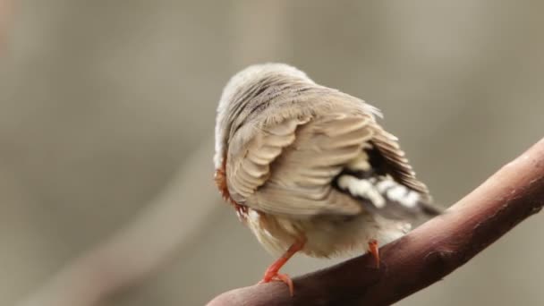 Zebrafinken-Vogel — Stockvideo