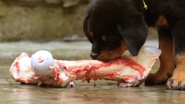 Cachorro con hueso — Vídeos de Stock