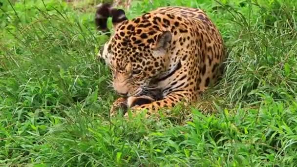 Jaguar Eating Part 4 — Stock Video