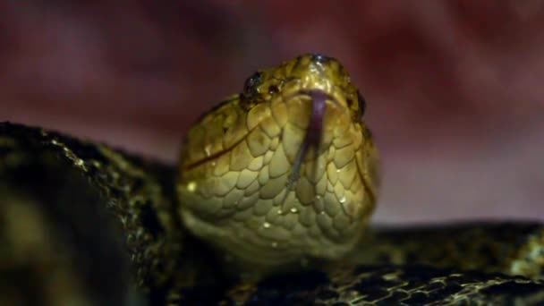 Jedovatý had Bothrops Asper — Stock video