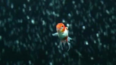 Kırmızı oranda goldfish