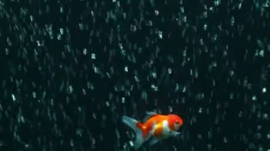 Kırmızı oranda goldfish