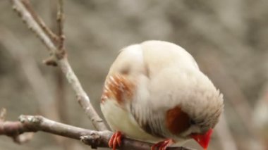 Zebra finch kuş