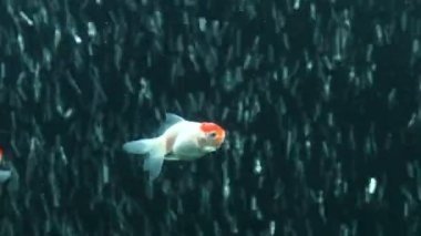 Oranda ve kırmızı bere Goldfish