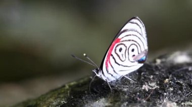 Diaethria Neglecta kelebek