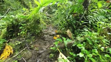 Jack Russell Teriyer Yavaş Hareket